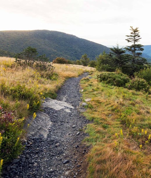 roan-mountain-appalachian-trail-spring copy